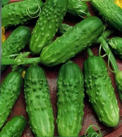 Varieties of cucumbers for growing on the windowsill in winter