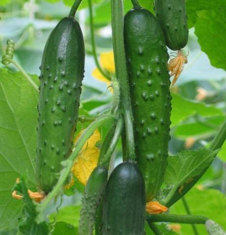 Varieties of cucumbers for growing on the windowsill in winter