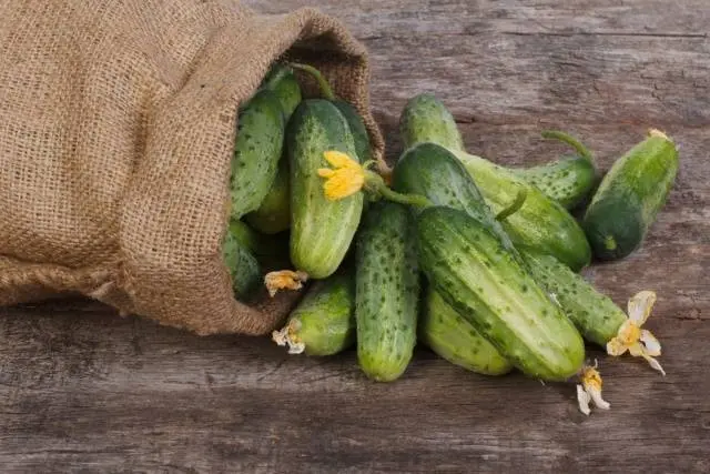 Varieties of cucumbers for growing on the windowsill in winter