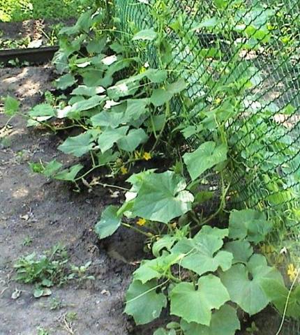 Varieties of cucumbers for open ground in the Krasnodar Territory