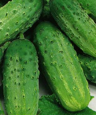 Varieties of cucumbers for open ground in the Krasnodar Territory