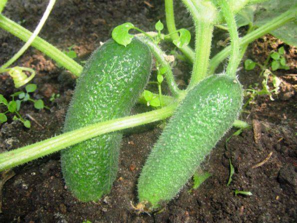 Varieties of cucumbers for open ground in the Krasnodar Territory