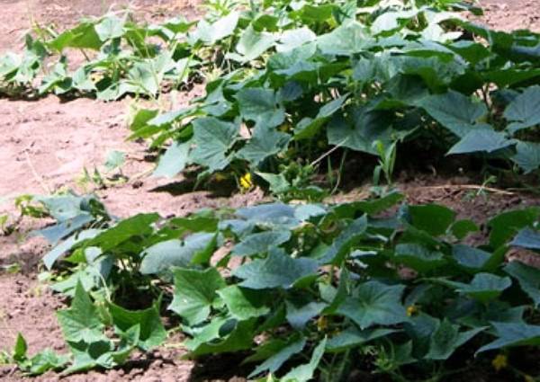 Varieties of cucumbers for open ground in the Krasnodar Territory