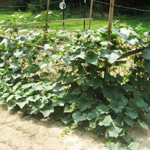 Varieties of cucumbers for open ground in the Krasnodar Territory