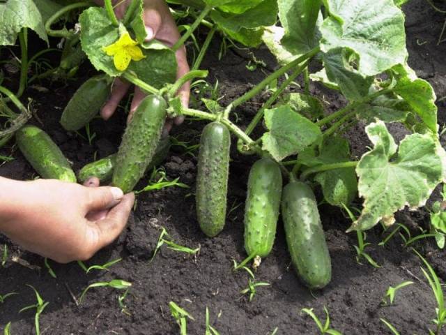 Varieties of cucumbers for open ground in the Krasnodar Territory