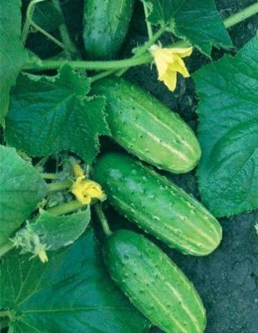 Varieties of cucumbers for open ground in the Krasnodar Territory