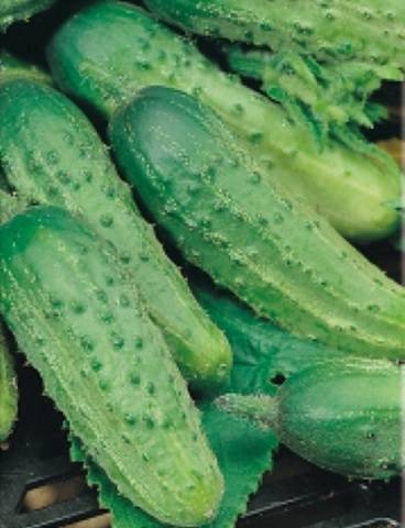 Varieties of cucumbers for open ground in the Krasnodar Territory