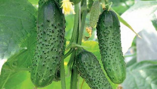 Varieties of cucumbers for open ground in the Krasnodar Territory