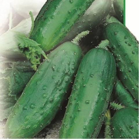 Varieties of cucumbers for open ground in the Krasnodar Territory