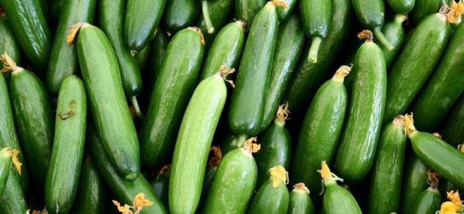 Varieties of cucumbers for open ground in the Krasnodar Territory