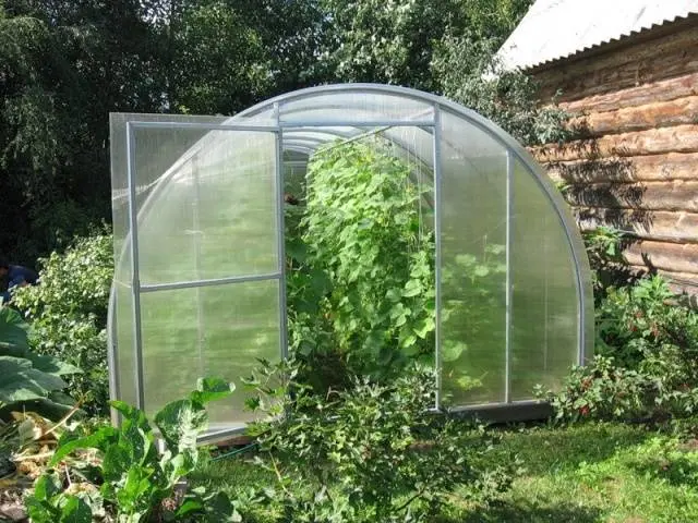 Varieties of cucumbers for the greenhouse