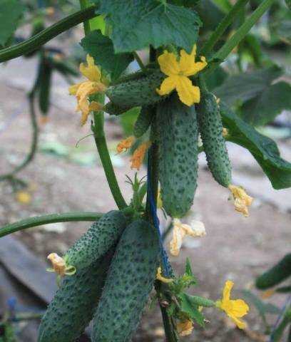 Varieties of cucumbers for the greenhouse