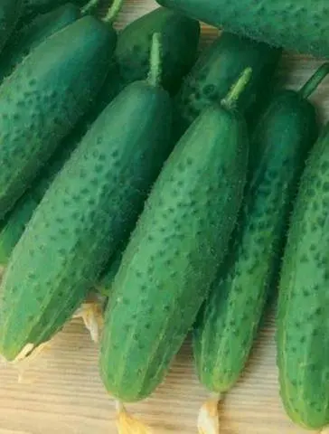 Varieties of cucumbers for the greenhouse