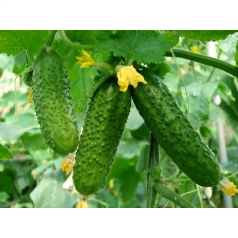 Varieties of cucumbers for the greenhouse