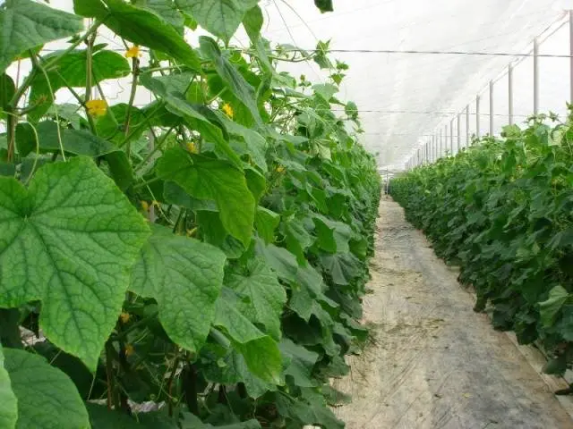 Varieties of cucumbers for the greenhouse