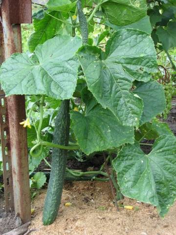 Varieties of cucumbers for the greenhouse