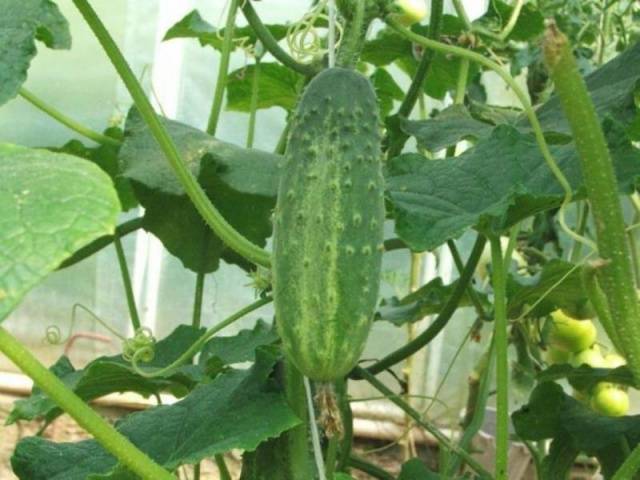 Varieties of cucumbers for the greenhouse