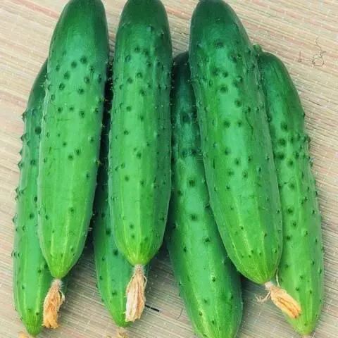 Varieties of cucumbers for the greenhouse