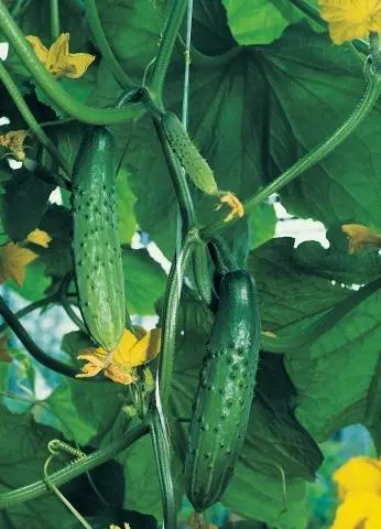 Varieties of cucumbers for the greenhouse