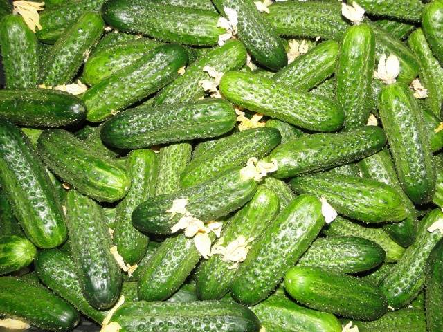 Varieties of cucumbers for the greenhouse