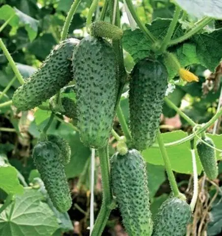 Varieties of cucumbers for the Urals in the open field