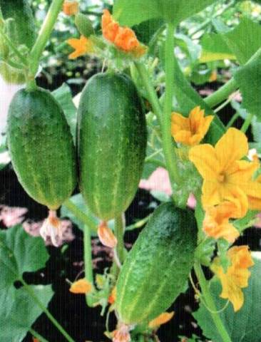 Varieties of cucumbers for the Urals in the open field