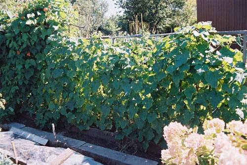 Varieties of cucumbers for the Urals in the open field