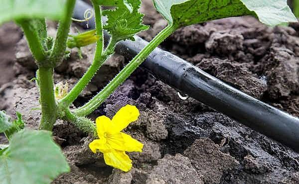 Varieties of cucumbers for the Urals in the open field