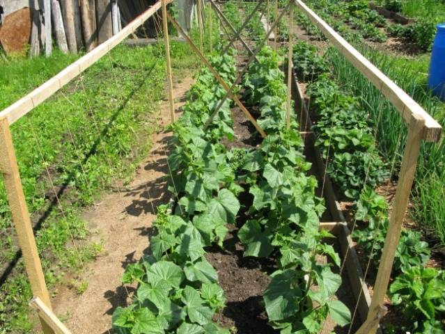 Varieties of cucumbers for the Urals in the open field