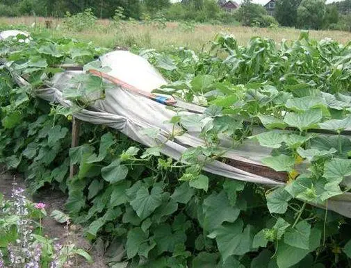 Varieties of cucumbers for the Urals in the open field