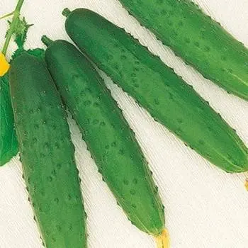 Varieties of cucumbers for the Urals in the open field