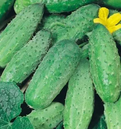 Varieties of cucumbers for the Urals in the open field