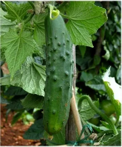 Varieties of cucumbers for the Urals in the open field