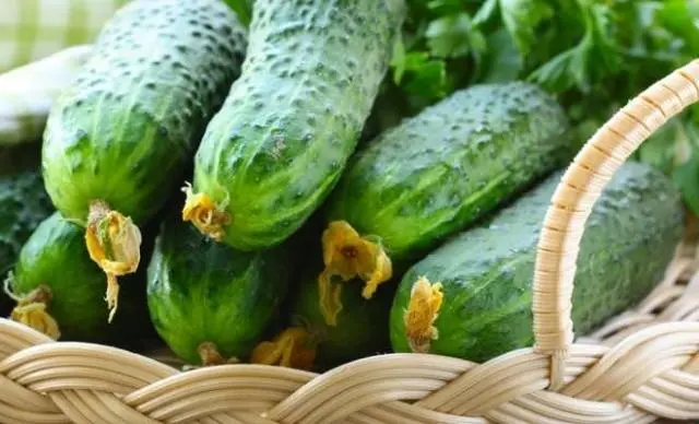 Varieties of cucumbers for the Urals in the open field