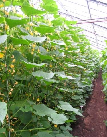 Varieties of cucumbers with bunch ovary