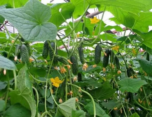 Varieties of cucumbers with bunch ovary