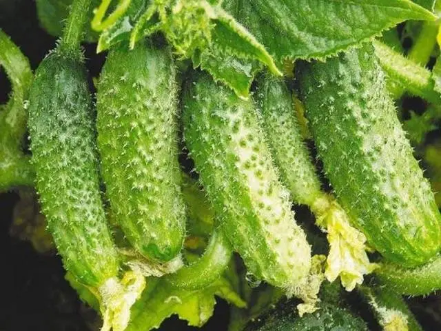 Varieties of cucumbers with bunch ovary