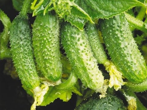 Varieties of cucumbers with bunch ovary