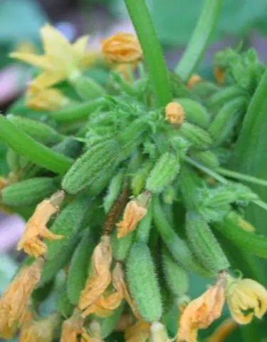 Varieties of cucumbers with bunch ovary