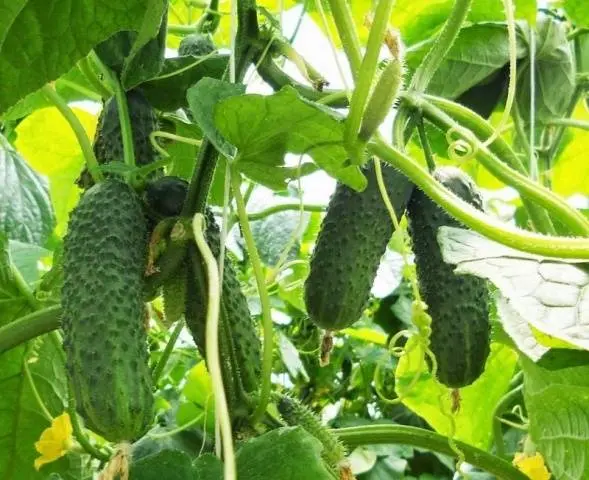 Varieties of cucumbers with bunch ovary