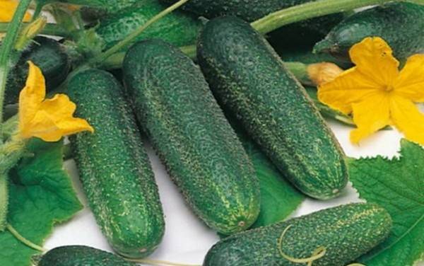 Varieties of cucumbers with bunch ovary