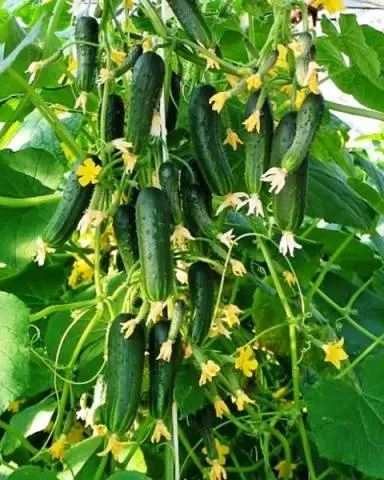 Varieties of cucumbers with bunch ovary