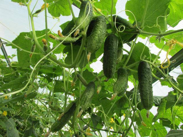 Varieties of cucumbers with bunch ovary