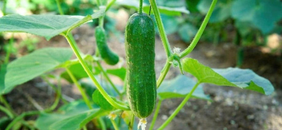 Varieties of cucumbers with bunch ovary