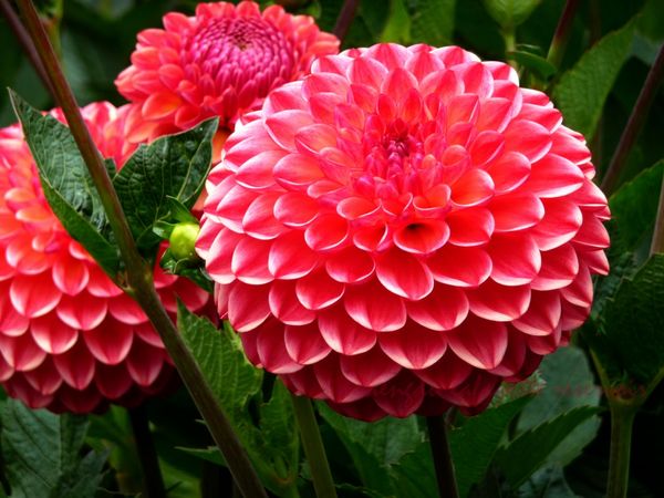 Varieties of dahlias with names, descriptions and photos + general biological portrait and classification of decorative culture