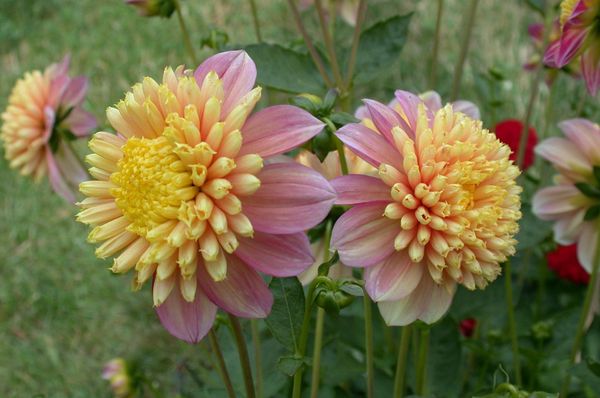 Varieties of dahlias with names, descriptions and photos + general biological portrait and classification of decorative culture