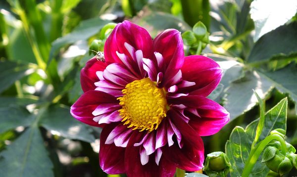 Varieties of dahlias with names, descriptions and photos + general ...