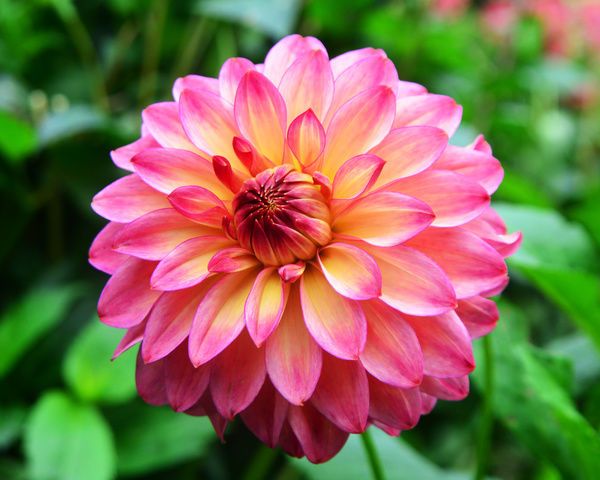 Varieties of dahlias with names, descriptions and photos + general biological portrait and classification of decorative culture