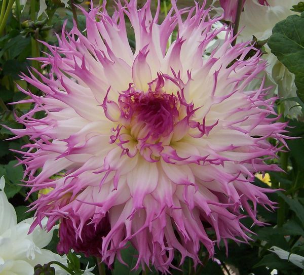 Varieties of dahlias with names, descriptions and photos + general biological portrait and classification of decorative culture