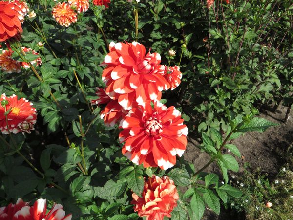 Varieties of dahlias with names, descriptions and photos + general biological portrait and classification of decorative culture